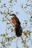 Coucal  sourcils blancs (Centropus superciliosus) - Ethiopie