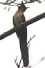 Chestnut-winged Cuckoo (Clamator coromandus) - Malaysia
