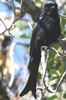 Fork-tailed Drongo (Dicrurus adsimilis) - South Africa