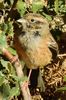Rock Bunting (Emberiza cia) - Spain