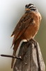Bruant cannelle (Emberiza tahapisi) - Ethiopie