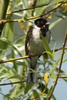 Bruant des roseaux (Emberiza schoeniclus) - France