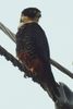 Bat Falcon (Falco rufigularis) - Costa-Rica
