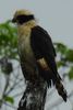 Laughing Falcon (Herpetotheres cachinnans) - Costa-Rica