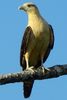 Yellow-headed Caracara (Milvago chimachima) - Costa-Rica