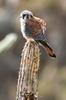 Crcerelle d'Amrique (Falco sparverius) - Prou