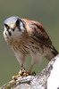 Crcerelle d'Amrique (Falco sparverius) - Prou