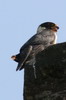 Faucon des chauves-souris (Falco rufigularis) - Mexique
