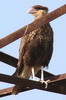 Caracara hupp (Caracara plancus) - Argentine