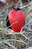 Frgate du Pacifique (Fregata minor) - Iles Galapagos