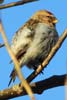 Redpoll (Acanthis flammea) - France
