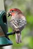 House Finch (Haemorhous mexicanus) - United States