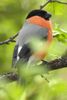 Eurasian Bullfinch (Pyrrhula pyrrhula) - Finland