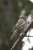 Tarin des pins (Spinus pinus) - Canada