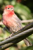 Roselin familier (Haemorhous mexicanus) - Canada