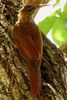 Streak-headed Woodcreeper (Lepidocolaptes souleyetii) - Costa-Rica