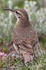 Upucerthie des buissons (Upucerthia dumetaria) - Chili
