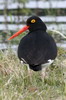 Hutrier de Garnot (Haematopus leucopodus) - Chili