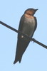 Hirondelle de Java (Hirundo javanica) - Indonsie