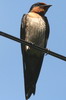 Hirondelle de Java (Hirundo javanica) - Indonsie
