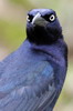 Quiscale  longue queue (Quiscalus mexicanus) - Mexique