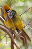 Oriole masqu (Icterus cucullatus) - Mexique