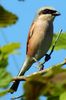 Red-backed Shrike (Lanius collurio) - France