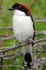 Woodchat Shrike (Lanius senator) - Greece