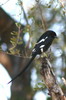Corvinelle noir et blanc (Urolestes melanoleucus) - Botswana