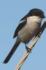 Pie-griche fiscale (Lanius collaris) - Afrique du Sud