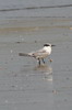 Sterne caugek (Thalasseus sandvicensis) - France