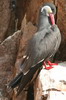 Sterne inca (Larosterna inca) - Prou