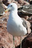 Goland dominicain (Larus dominicanus) - Prou