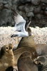 Goland simon (Larus belcheri) - Prou