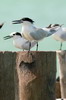 Sterne caugek (Thalasseus sandvicensis) - Mexique