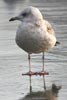 Goland cendr (Larus canus) - France