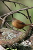 Mgalure cannelle (Bradypterus cinnamomeus) - Ethiopie