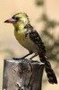 Barbican perl (Trachyphonus margaritatus) - Ethiopie