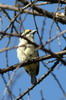 Barbion de Heuglin (Pogoniulus uropygialis) - Ethiopie