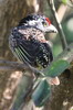Barbican barr (Lybius undatus) - Ethiopie