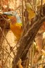 Grey-headed Bush-shrike (Malaconotus blanchoti) - Senegal