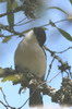 Cubla de Gambie (Dryoscopus gambensis) - Ethiopie