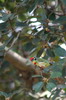 Barbu  plastron rouge (Psilopogon haemacephalus) - Inde
