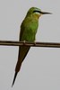 Blue-cheeked Bee-eater (Merops persicus) - Senegal