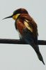 European Bee-eater (Merops apiaster) - France