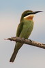 Gupier de Madagascar (Merops superciliosus) - Ethiopie