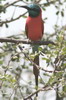 Gupier carlate (Merops nubicus) - Ethiopie