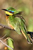 Gupier nain (Merops pusillus) - Ethiopie