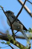 Moqueur polyglotte (Mimus polyglottos) - Cuba