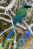 Blue-diademed Motmot (Momotus lessonii) - Costa-Rica